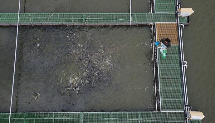 （经济）（2）浙江湖州：把鱼养在“跑道”里
