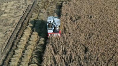 辽宁水稻收获进入高峰期 农业机械显身手
