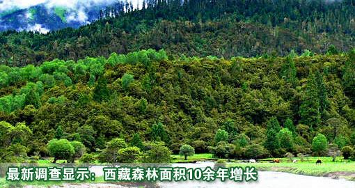 最新调查显示：西藏森林面积10余年增长