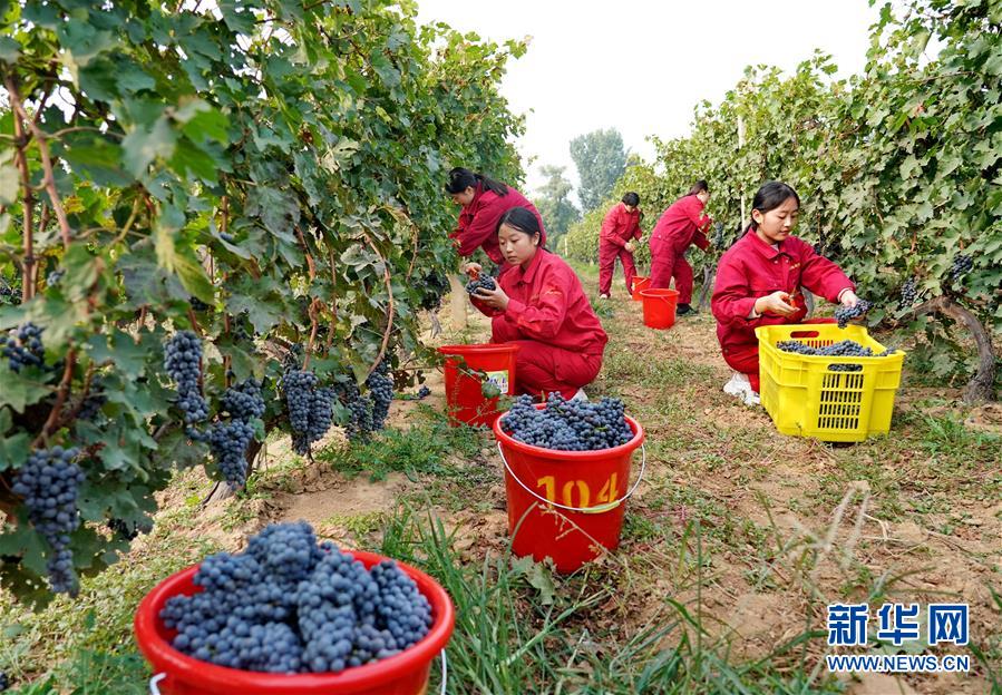 （经济）（1）河北昌黎：收获酿酒葡萄