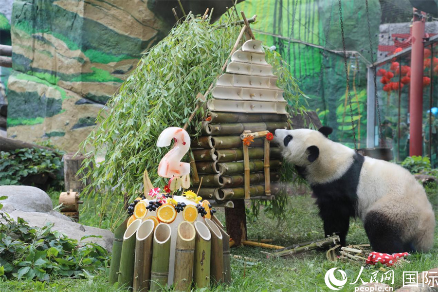 莫斯科動物園為首只在俄降生大熊貓慶祝兩周歲生