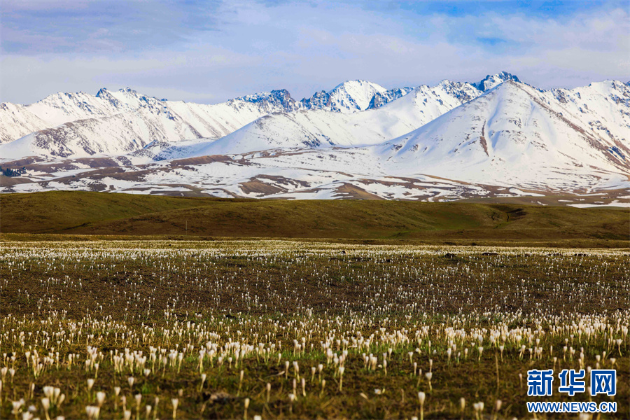 新疆那拉提：春來草原 野百合浪漫綻放
