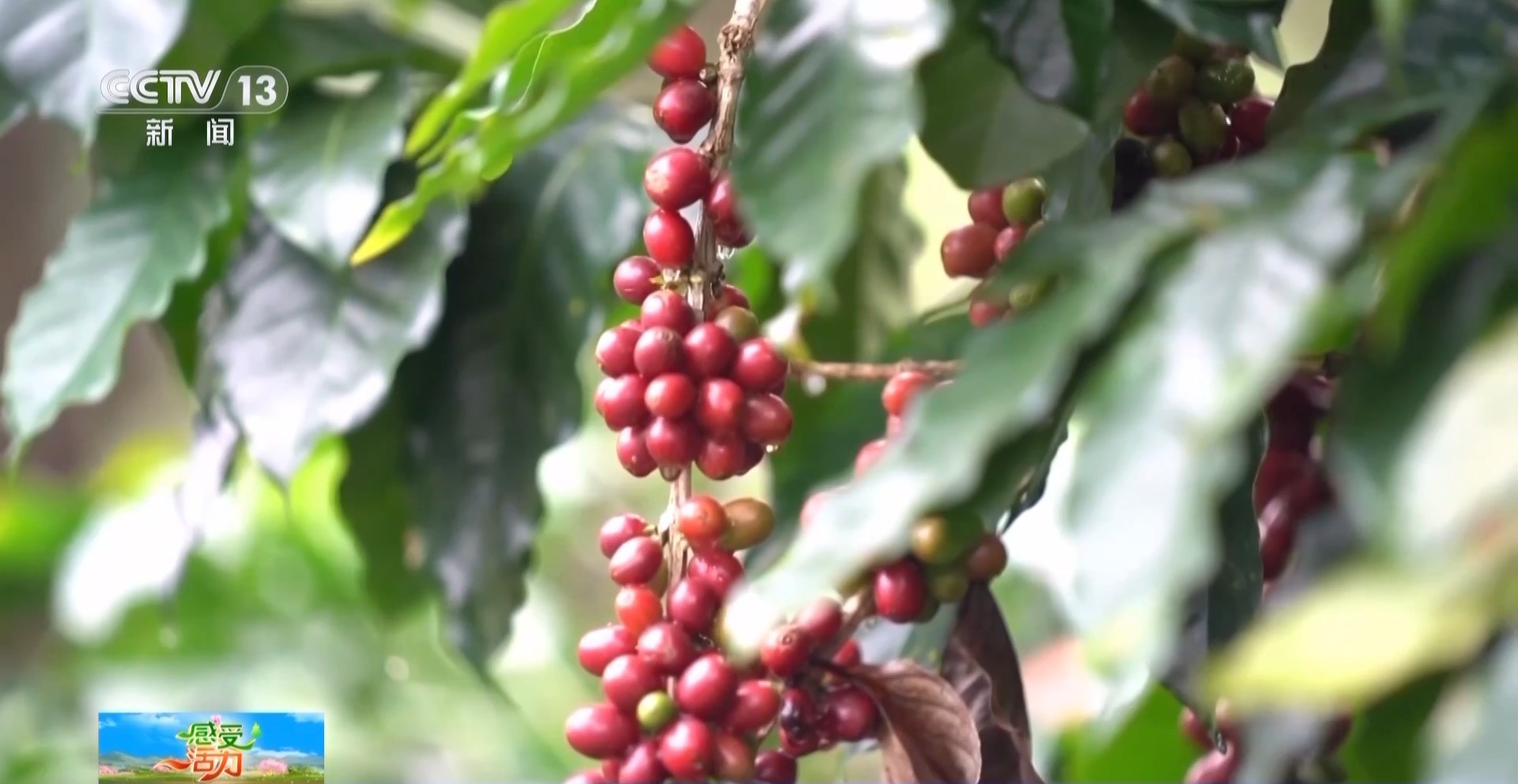 好喝好玩好美！總臺主播來到雲南 見了一位“大咖”……