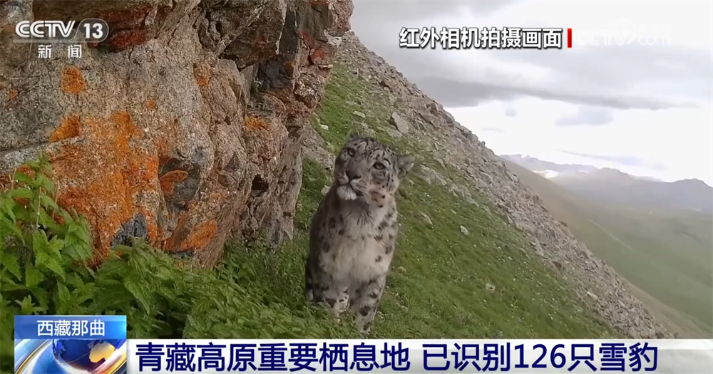 野生動物頻“出鏡”盡顯生態之美 一幅幅生動的春日畫卷在神州大地鋪展