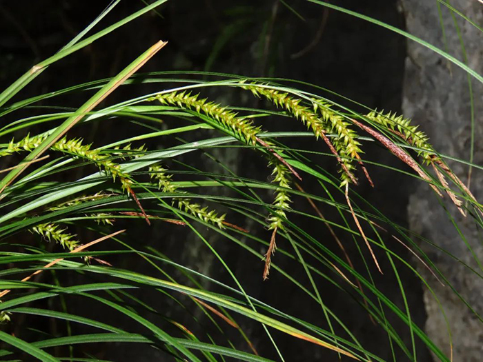這本植物手冊裏藏的都是“限量款”