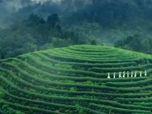 台灣青年登蒙頂山 訪古茶園