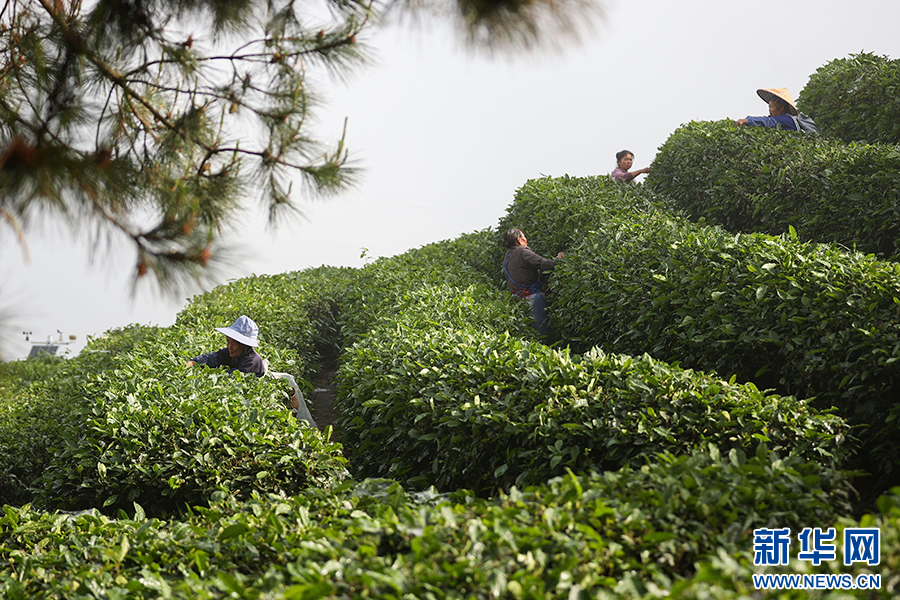貴州丹寨：立夏時節茶園美