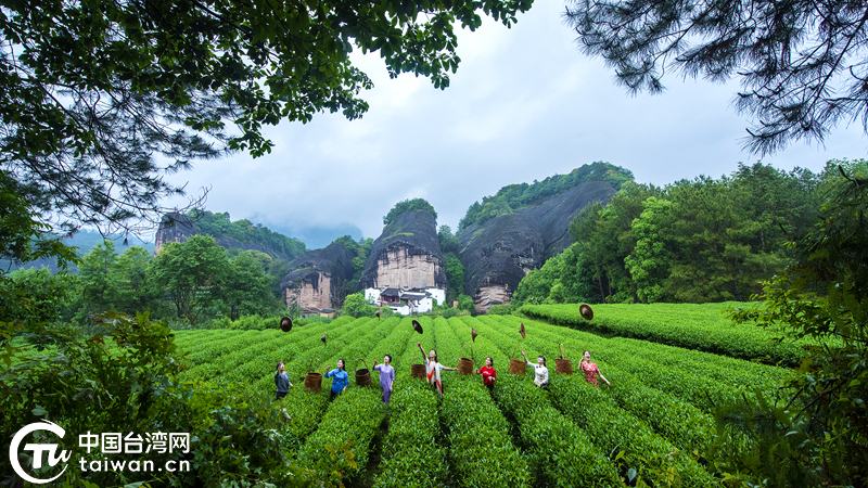 一茶一語不聲張 兩岸青年有力量——“親，來品茶”兩岸青年武夷山打卡季活動拉開帷幕