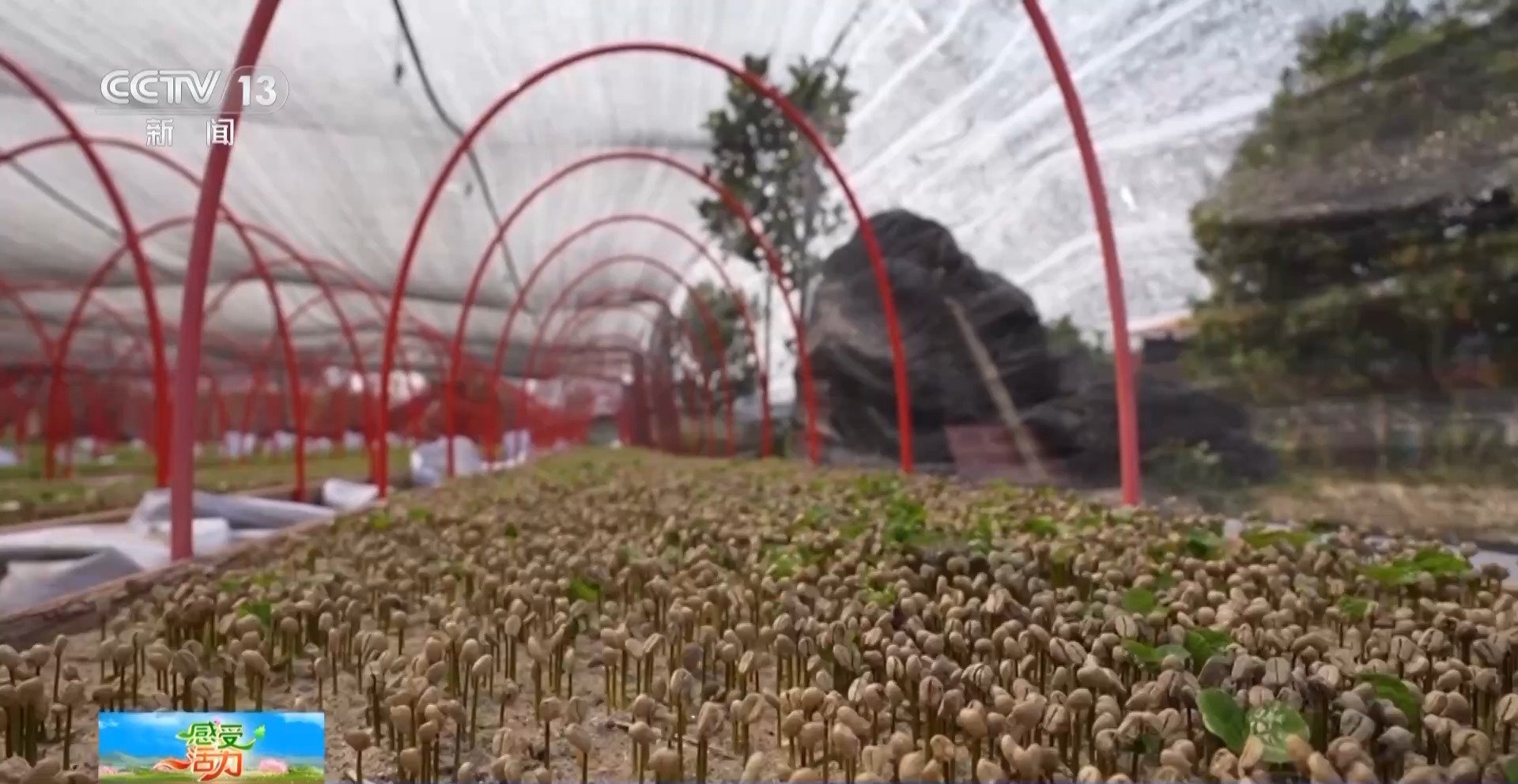 好喝好玩好美！總臺主播來到雲南 見了一位“大咖”……