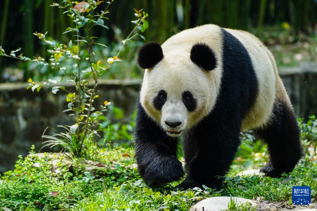 大熊貓“荷風”“蘭韻”抵達奧地利維也納