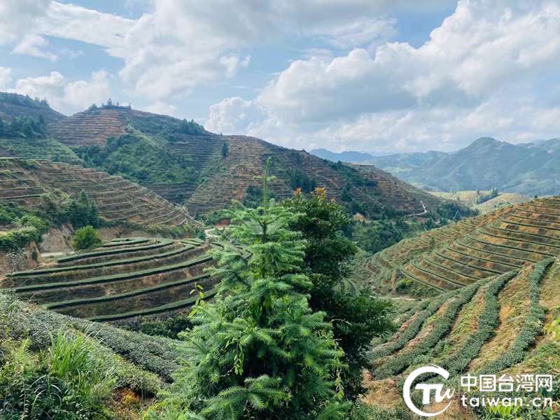 從安溪珍山到阿里山：茶香牽兩岸，共富滿珍山