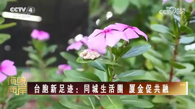 【海峽兩岸】臺胞新足跡：同城生活圈  廈金促共融_fororder_21f6bf11ff2de7fcc5636aec2bfb73a