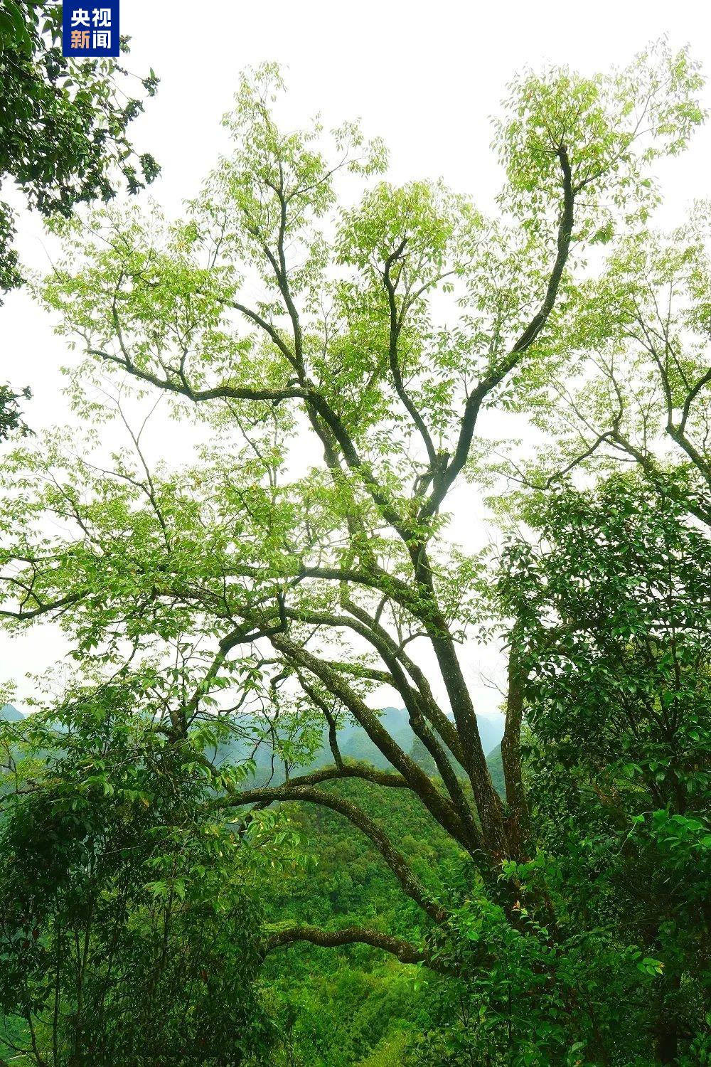 新物種+1 中國首次在岩溶地區發現椴樹屬植物
