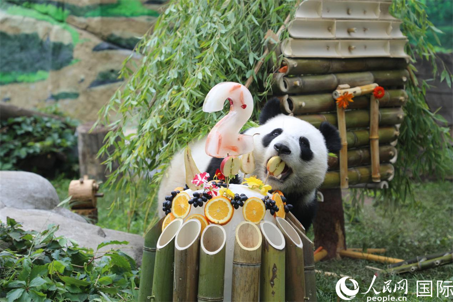 莫斯科動物園為首只在俄降生大熊貓慶祝兩周歲生