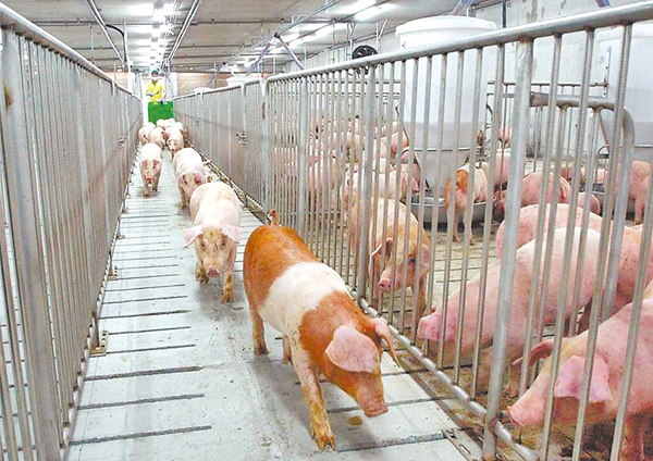 臺糖瘦肉精爭議淪政治議題，民進黨勿把民眾健康當兒戲！