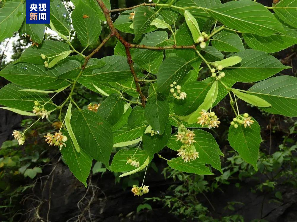 新物種+1 中國首次在岩溶地區發現椴樹屬植物