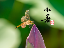 溫風至，小暑來