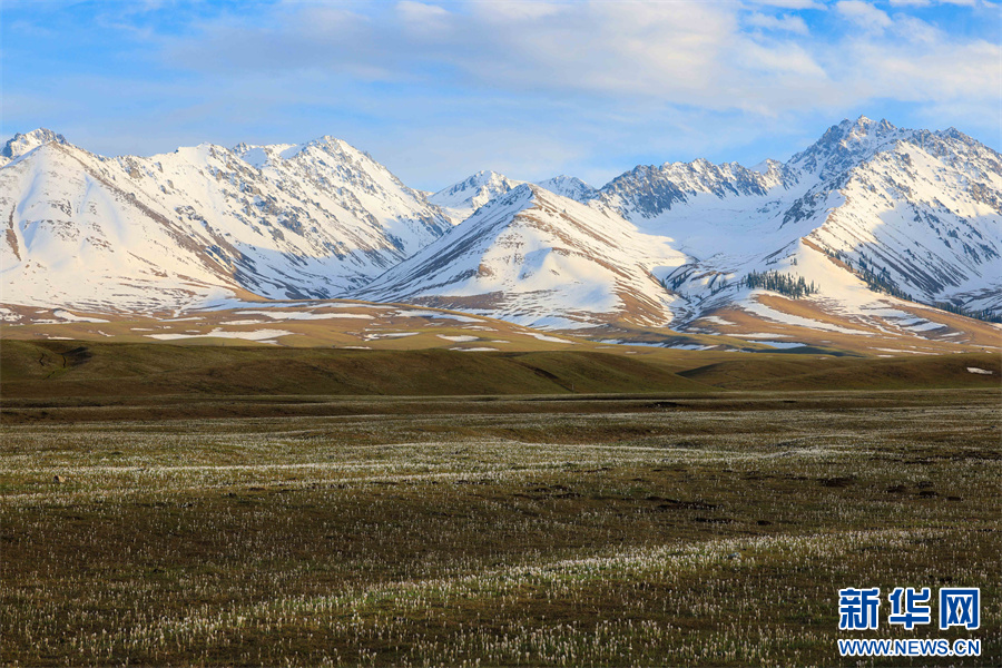 新疆那拉提：春來草原 野百合浪漫綻放