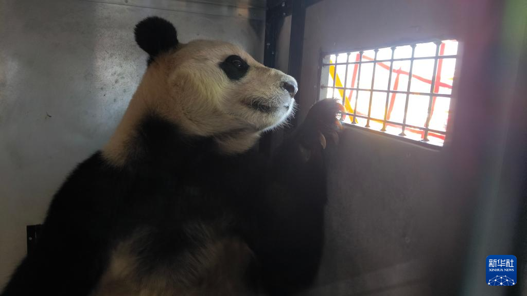 大熊貓“荷風”“蘭韻”抵達奧地利維也納