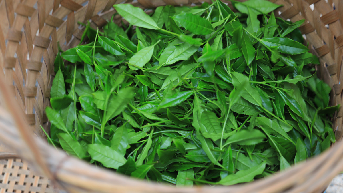 振興路上,南平書寫“三茶統籌”生態答卷 振興路上,南平書寫“三茶統籌”生態答卷