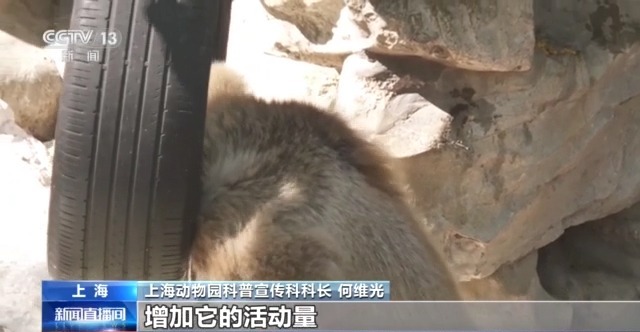 動物園萌力對決 “紅糖”VS“潦草熊”誰更讓你心動？