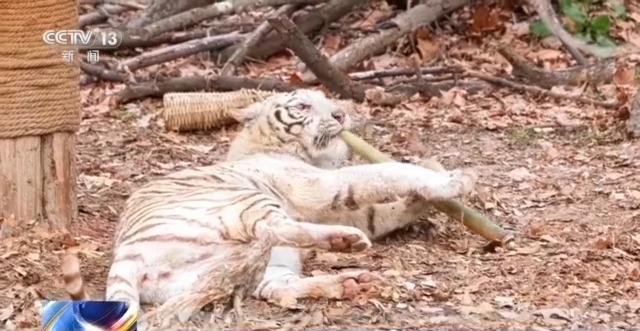 動物園萌力對決 “紅糖”VS“潦草熊”誰更讓你心動？