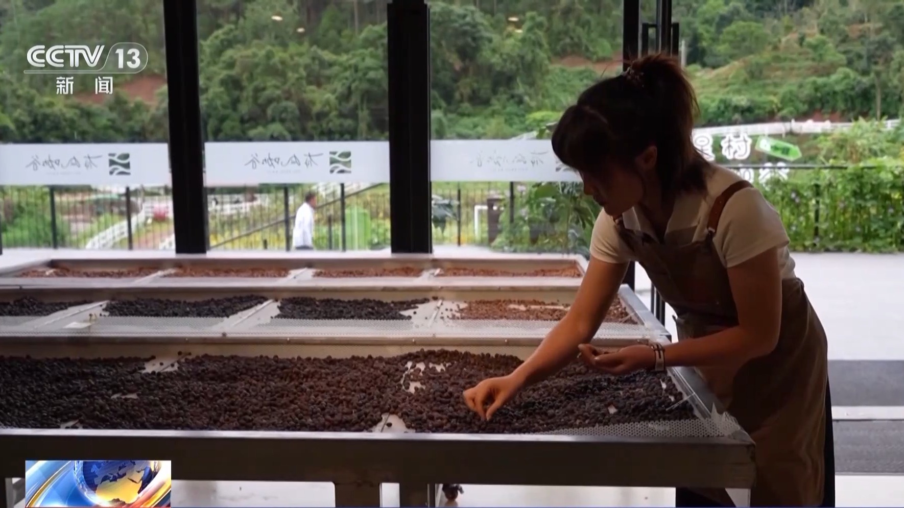 精品率97％！這份新職業讓咖啡從鮮果到熟豆都“有標準”