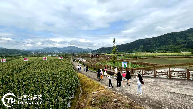兩岸青年結緣武夷一葉茶 探尋三茶統籌優秀成果