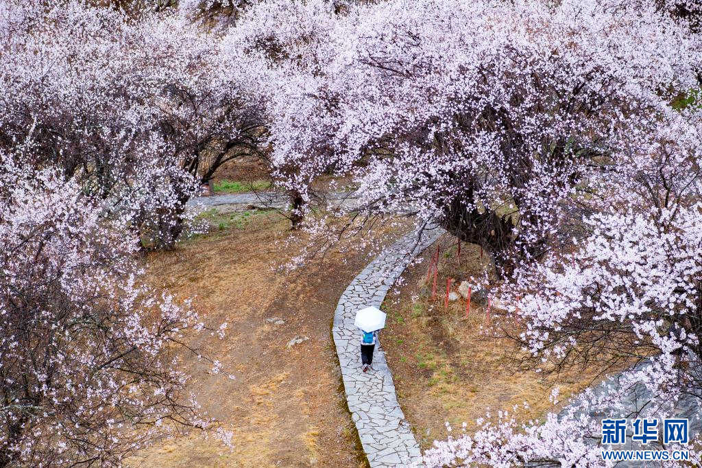 坐上復興號 賞雪域桃花