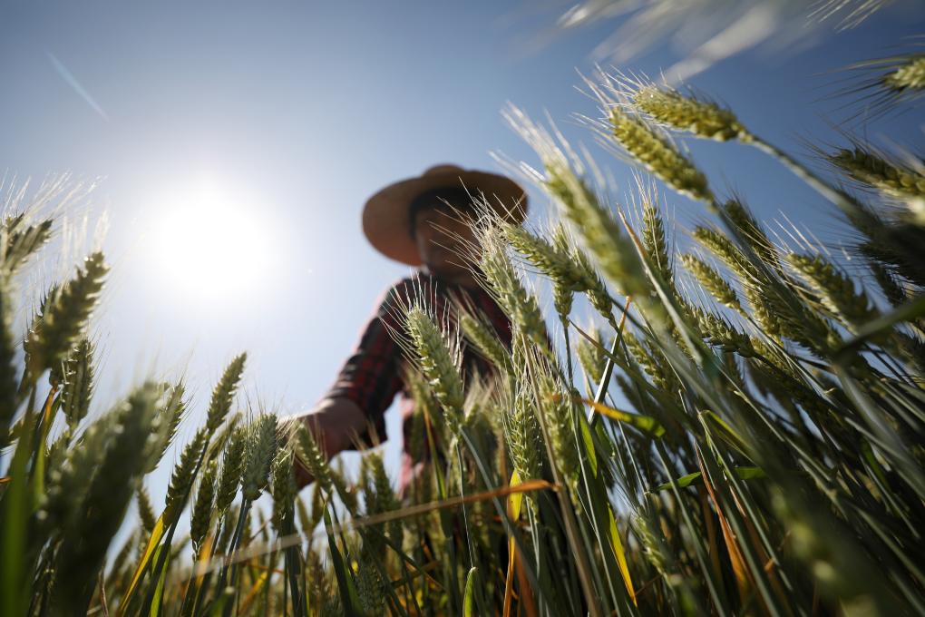 坐秋望夏説飯碗：來自“大國糧倉”的報告