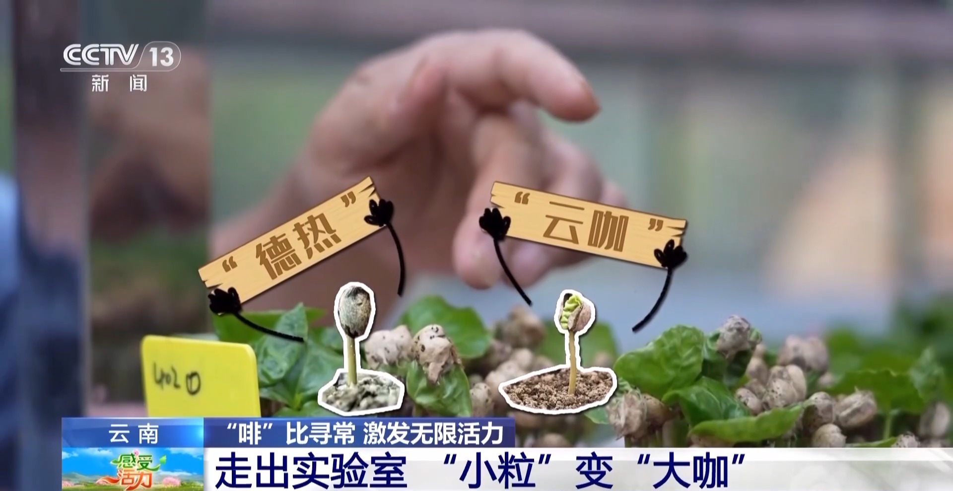 好喝好玩好美！總臺主播來到雲南 見了一位“大咖”……