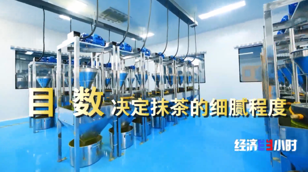 全國四分之一的抹茶産自這裡 探訪“世界抹茶超級工廠”