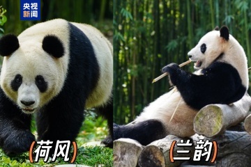 外交部：願與國際合作夥伴繼續在大熊貓等瀕危物種保護領域交流合作