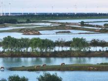 野鹿蕩的迴響——世界自然遺産保護的鹽城敘事