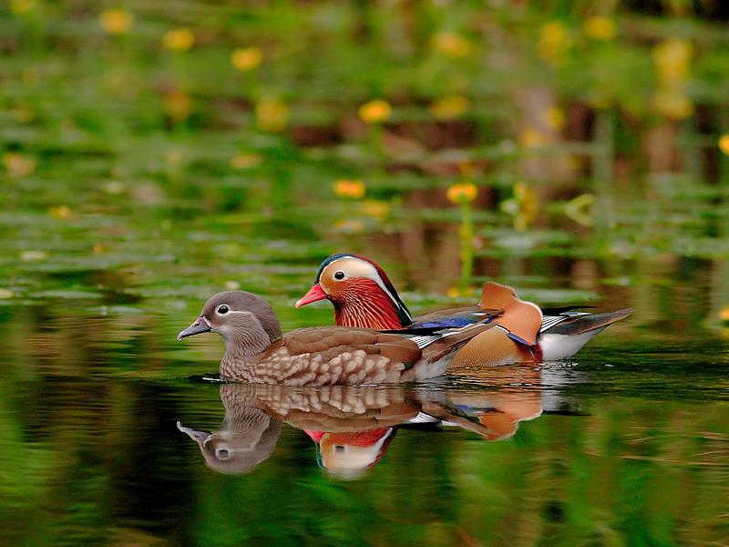 今日七夕，鵲橋下游來一對鴛鴦