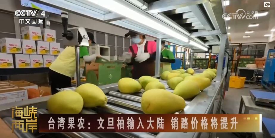 大陸恢復台灣地區文旦柚輸入彰顯兩岸一家親