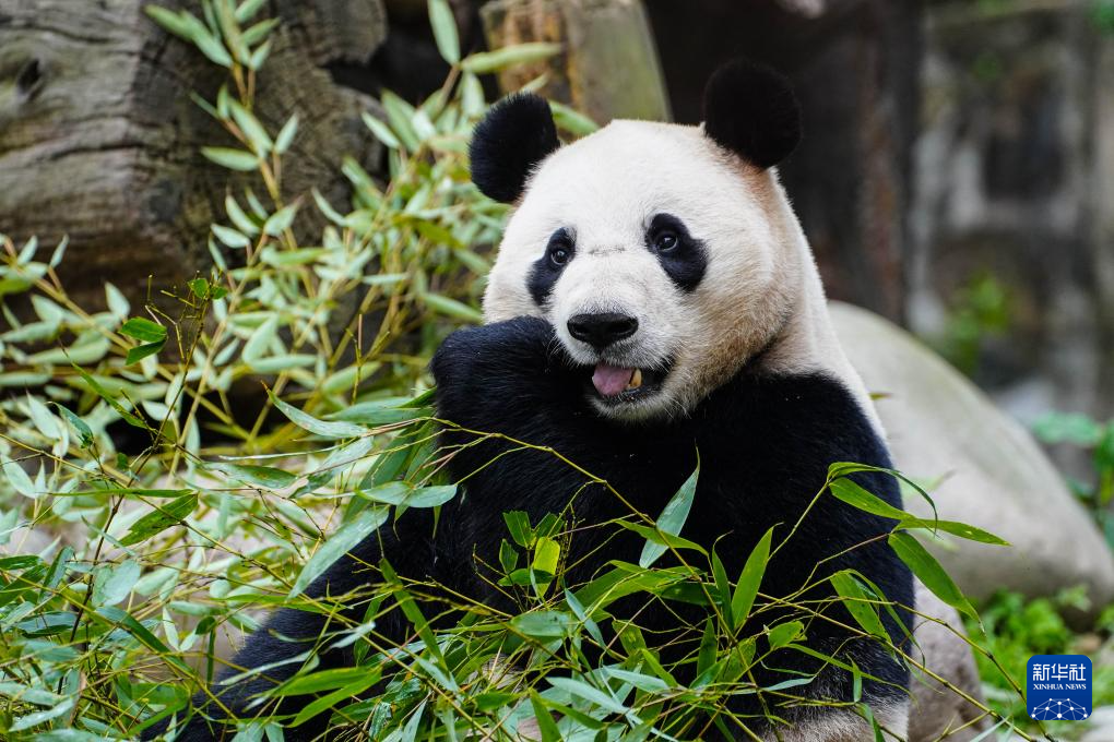 大熊貓“荷風”“蘭韻”抵達奧地利維也納