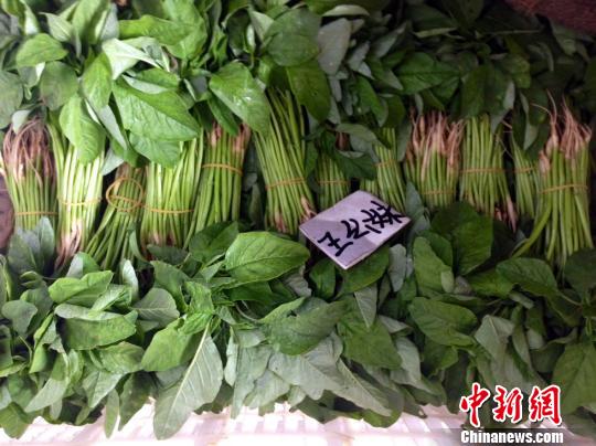 供港蔬菜項目助廣東貧困村“脫貧致富” 供港蔬菜項目助廣東貧困村“脫貧致富”
