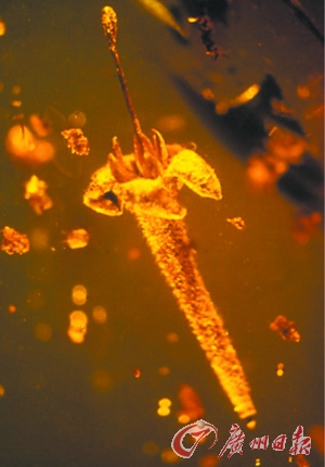 生物學家在1500萬年前琥珀中發現已滅絕植物