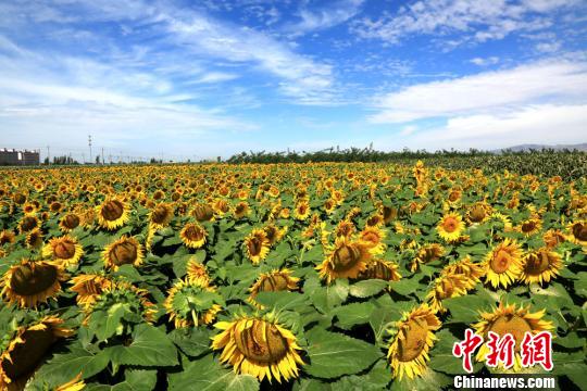 甘肅河西走廊初秋美景恰似油畫