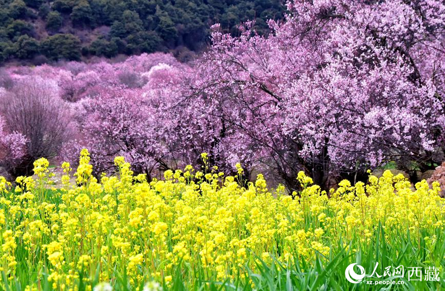 西藏林芝：春到雪域江南 桃花深處做“文章”