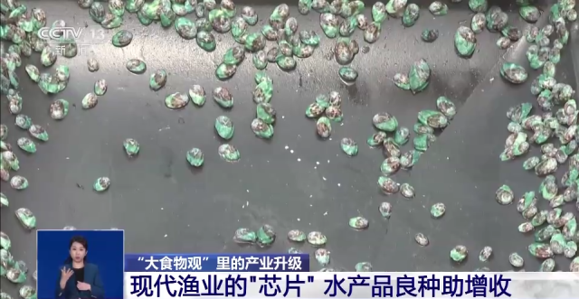 “大食物”如何托起舌尖上“小幸福”？水産養殖産業這樣發展