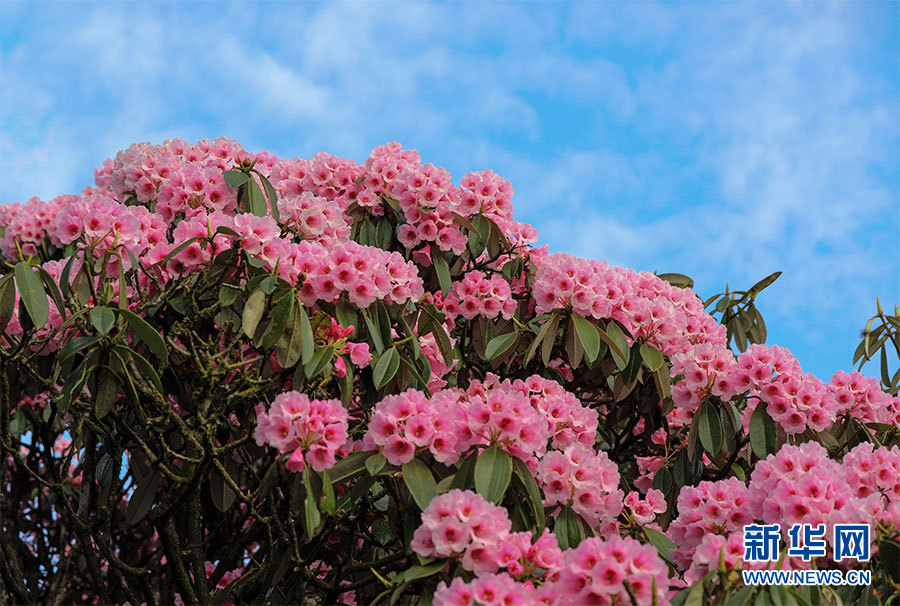 貴州梵凈山：杜鵑花開迎客來