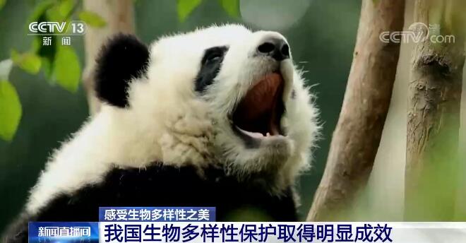 中國生物多樣性保護取得明顯成效 一起來感受生物多樣性之美！