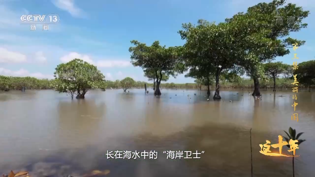 這十年丨美麗的中國