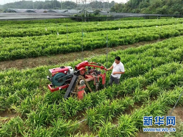 鄉村振興在行動｜科創賦能擦亮銅陵白姜“金字招牌”