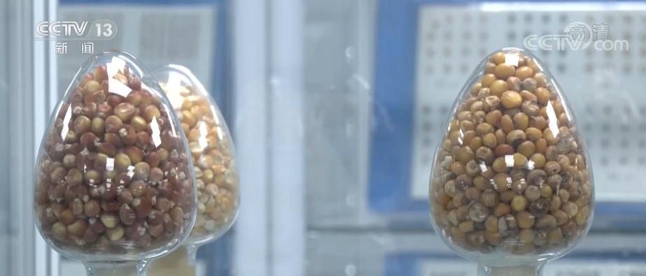 豐收有底氣 十年間中國育成950多個主導品種