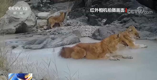 中國生物多樣性保護取得明顯成效 一起來感受生物多樣性之美！