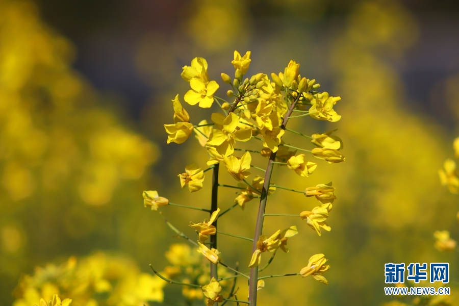 雲南：冬日暖陽 更戛壩子油菜花開
