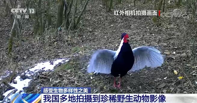 中國生物多樣性保護取得明顯成效 一起來感受生物多樣性之美！